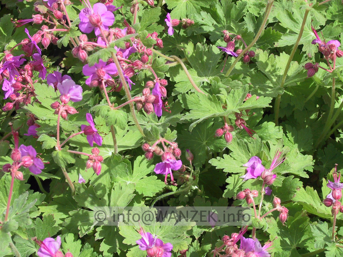 Geranium macrorrhizum Czakor - bluehend1.JPG